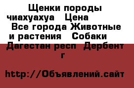 Щенки породы чиахуахуа › Цена ­ 12 000 - Все города Животные и растения » Собаки   . Дагестан респ.,Дербент г.